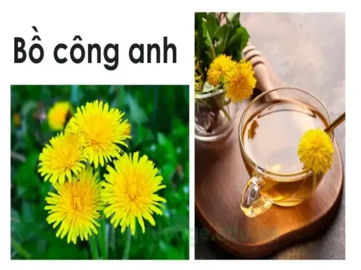 Cây bồ công anh là gì? Cách sử dụng bồ công anh đúng cách