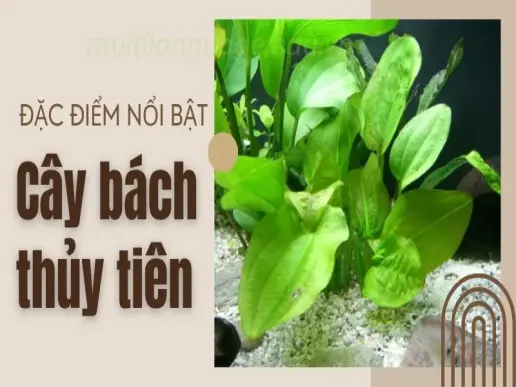 Bí quyết chăm sóc cây bách thủy tiên xanh tốt quanh năm