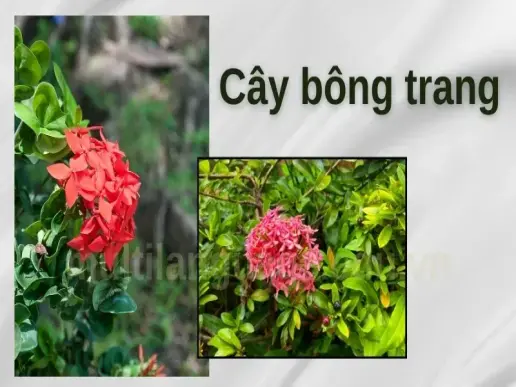 Bí quyết trồng cây bông trang trước nhà để thu hút tài lộc