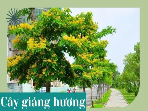 Cây Giáng hương - Loài cây mang đến may mắn và tài lộc