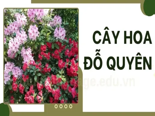 Cây hoa đỗ quyên - Cách làm hoa đỗ quyên nở đẹp đúng dịp