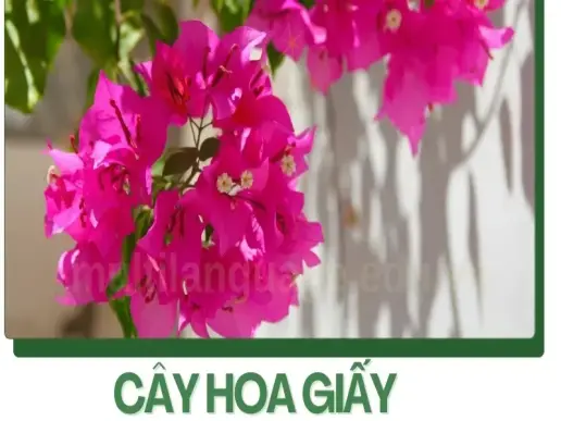 Cách chăm sóc cây hoa giấy để nở hoa quanh năm và rực rỡ hơn