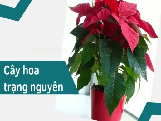 Cây hoa trạng nguyên hợp tuổi nào? Đặt ở đâu để thu hút tình duyên?