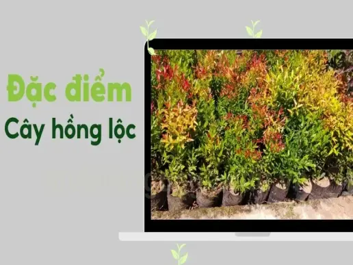 Cây Hồng Lộc có đem lại may mắn cho gia chủ không?