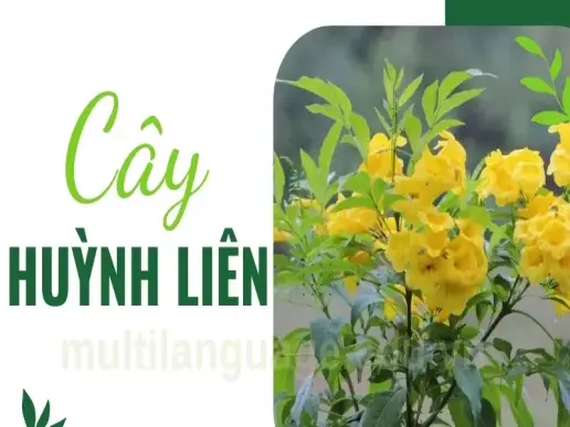 Tại sao nên trồng cây huỳnh liên trong nhà? Ý nghĩa phong thủy