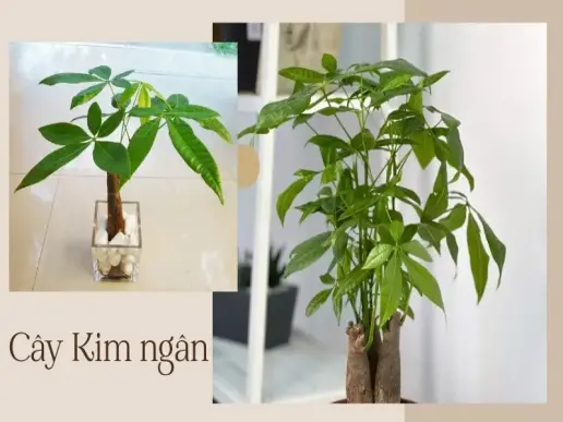 Bí quyết giúp cây Kim Ngân ra nhiều lá và đẹp hơn