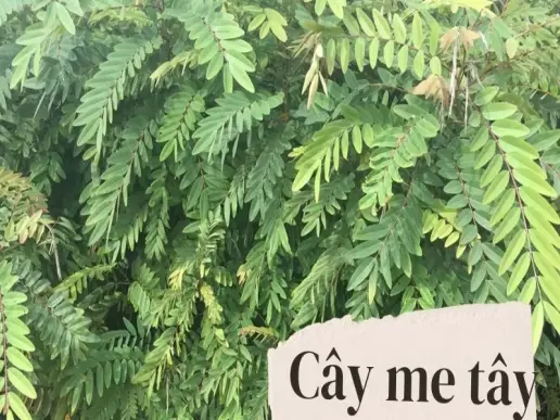 Cây Me Tây - Giải pháp hoàn hảo cho không gian xanh và phong thủy