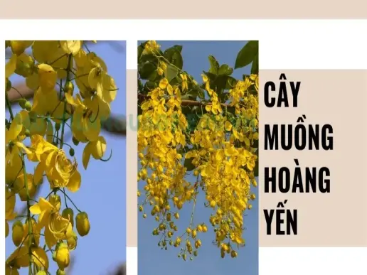 Muồng hoàng yến - Cây xanh lý tưởng cho đô thị xanh