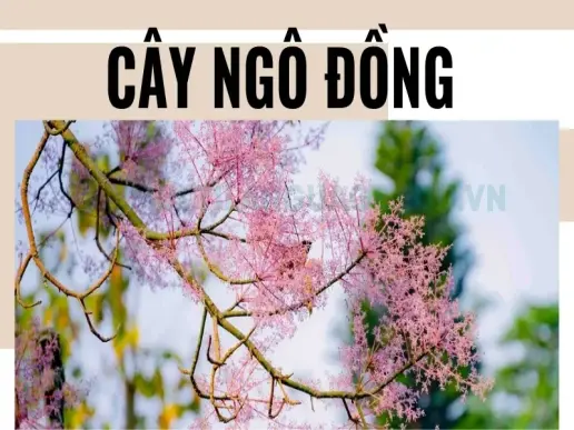 Cây Ngô đồng - Biểu tượng của sự trường tồn và sức sống mãnh liệt