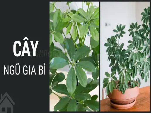 Cây ngũ gia bì - Chiêu tài lộc, hóa giải sát khí cho ngôi nhà