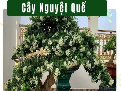 Ý nghĩa phong thủy cây Nguyệt Quế - Biểu tượng của sự thanh cao?