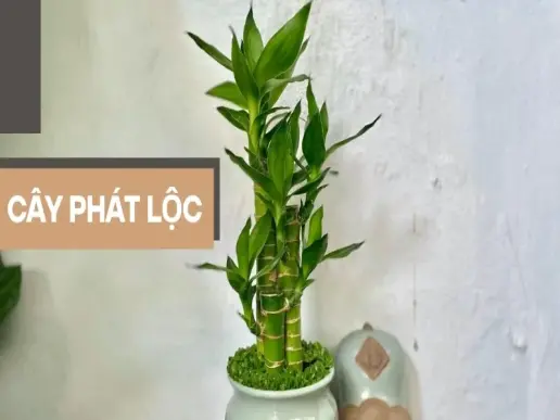 Cây phát lộc - Phong thủy tuyệt vời cho người mệnh Mộc và Kim