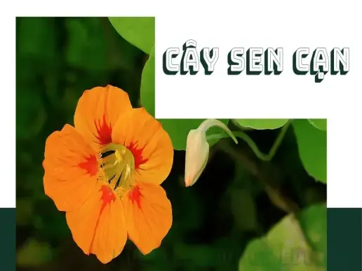 Tìm hiểu cây sen cạn - Đặc điểm, cách trồng và chăm sóc