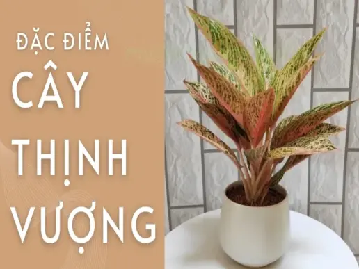 Cây thịnh vượng - Cây cảnh phong thủy số 1 cho người mệnh Mộc