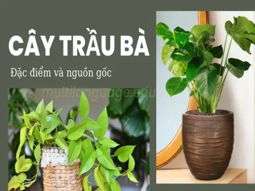 Cây Trầu bà - Loài cây mang đến may mắn và tài lộc cho gia chủ