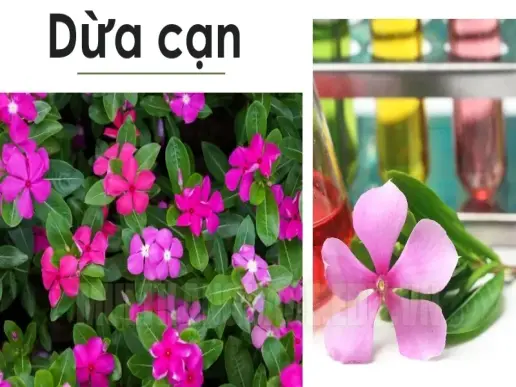 Cây dừa cạn - Vị thuốc quý chữa lành vết thương