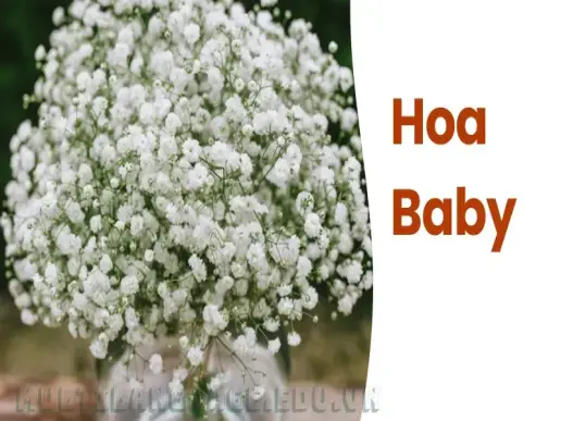 Tìm hiểu hoa baby - Loài hoa nhỏ nhắn nhưng đầy sức hút