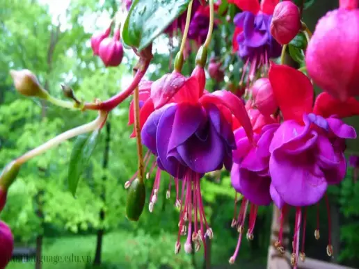 Tìm hiểu hoa lồng đèn (Fuchsia) - Ý nghĩa và cách chăm sóc