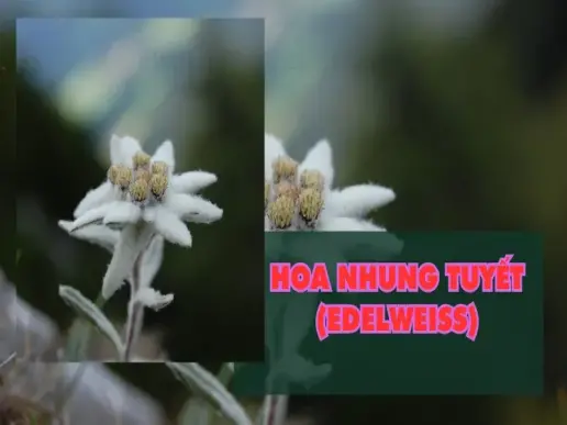 Hoa nhung tuyết (edelweiss) - Ý nghĩa, biểu tượng và nguồn gốc