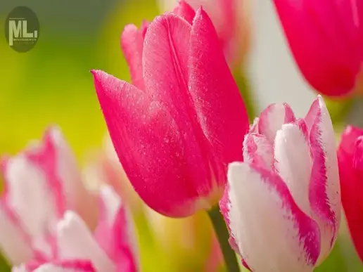 Tìm hiểu về hoa tulip - Đặc điểm, ý nghĩa và biểu tượng