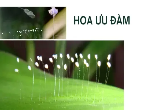 Tìm hiểu hoa ưu đàm - Loài hoa bí ẩn mang ý nghĩa tâm linh