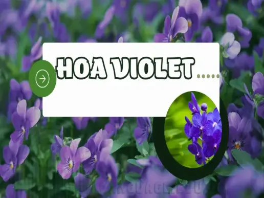 Tìm hiểu hoa violet - Màu sắc, biểu tượng và cách chăm sóc