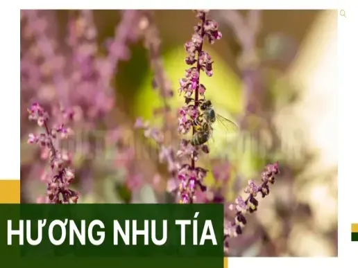 Hướng dẫn sử dụng cây Hương nhu tía để trị cảm cúm và đau đầu