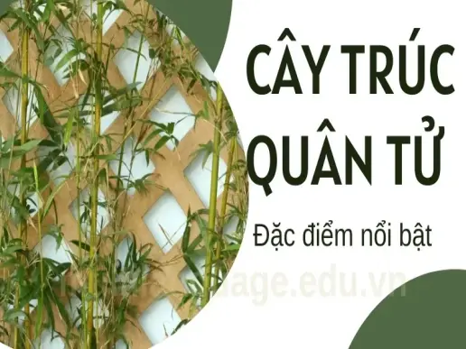 Phong thủy cây trúc quân tử - Có nên trồng cây trước nhà ?