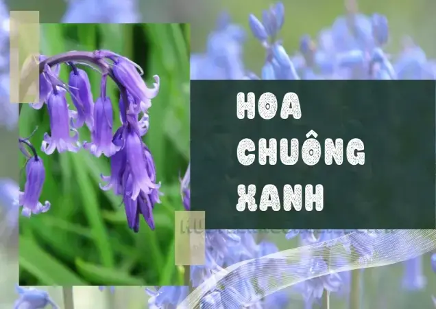 Tìm hiểu hoa chuông xanh - Những điều bạn cần biết