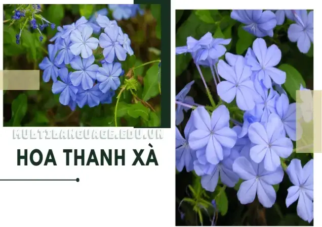 Tìm hiểu hoa thanh xà - Ý nghĩa và cách chăm sóc đúng chuẩn