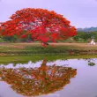 Ảnh hoa phượng đẹp rực nắng gợi nhớ ký ức học trò
