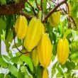 Bí quyết trồng cây khế khỏe mạnh và cho trái đều quanh năm