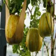 Bí quyết trồng dưa bở sai quả to tròn ngọt thanh tự nhiên