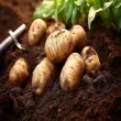 Cách trồng khoai tây hiệu quả từ chọn giống đến thu hoạch
