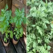 Cách trồng ngải cứu đơn giản để có lá tươi quanh năm