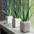 Cách trồng nha đam chuẩn giúp cây nhanh lớn tại nhà