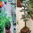 Khám phá vẻ đẹp và giá trị quý hiếm của cây bách xanh