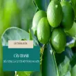 Khám Phá Cây Chanh – Trồng Và Chăm Sóc Hiệu Quả Tại Nhà