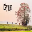 Cây gạo – Biểu tượng mùa hè rực rỡ và ý nghĩa văn hóa