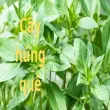 Cây húng quế- Cách trồng và chăm sóc đơn giản hiệu quả