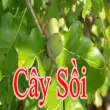Cây sồi – loài cây biểu tượng của sức sống và trường tồn
