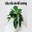 Cây trầu bà đế vương – Hình ảnh và cách chăm sóc đúng chuẩn