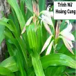 Tìm hiểu công dụng và hình ảnh cây trinh nữ hoàng cung