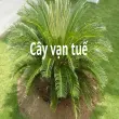 Cây vạn tuế – Ý nghĩa phong thủy và bí quyết chăm sóc chuẩn