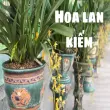 Hoa lan kiếm – Vẻ đẹp thanh lịch và ý nghĩa phong thủy