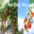 Chiêm ngưỡng vẻ đẹp mềm mại của Hoa Đăng Tiêu mùa hè