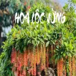 Vẻ đẹp và giá trị phong thủy của Hoa lộc vừng trong đời sống