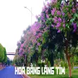 Vẻ đẹp hoa bằng lăng tím làm say đắm lòng người ngắm nhìn