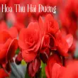 Hoa thu hải đường – Nét duyên dáng làm say lòng người