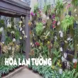 Hoa lan tường – Nét đẹp mong manh làm say đắm lòng người